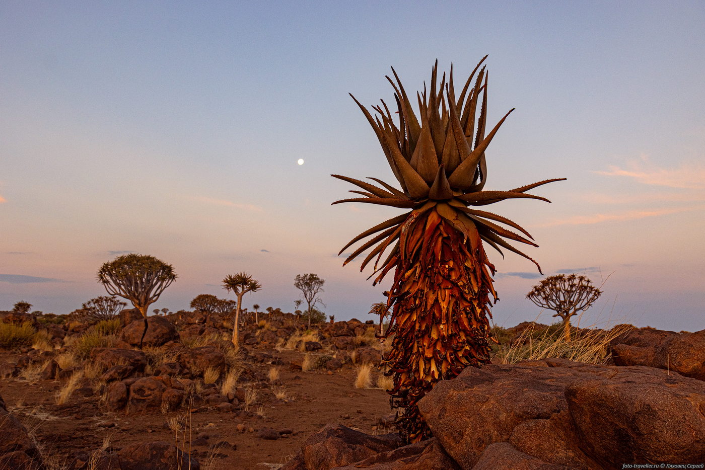 Image of genus Aloe specimen.