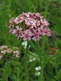 Lychnis chalcedonica. Верхушка растения с соцветием (сорт 'Rosea'). Московская обл., в культуре. 03.07.2009.