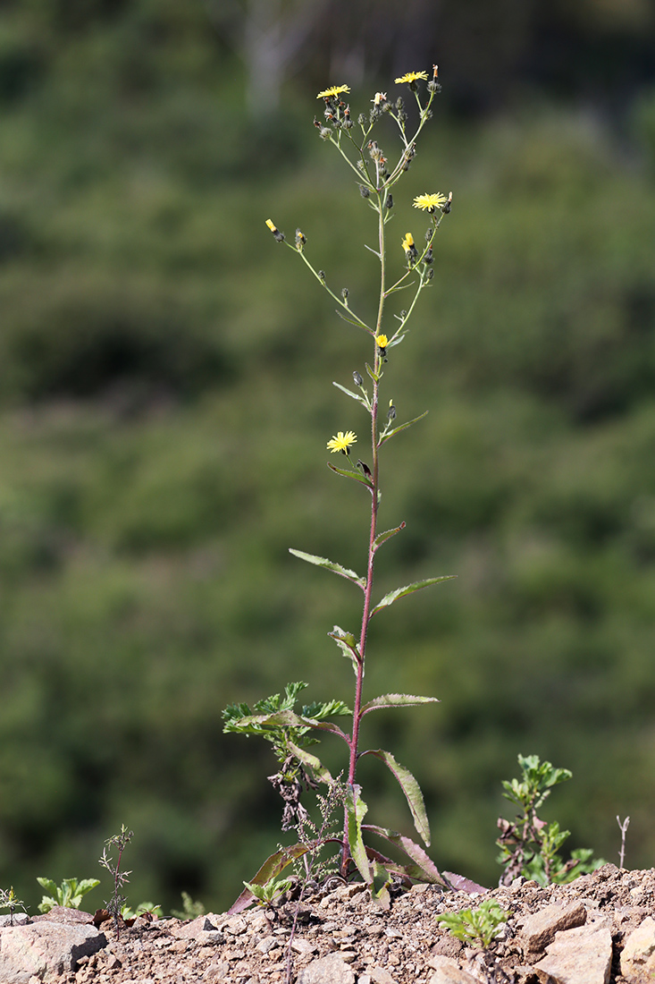 Image of Picris davurica specimen.