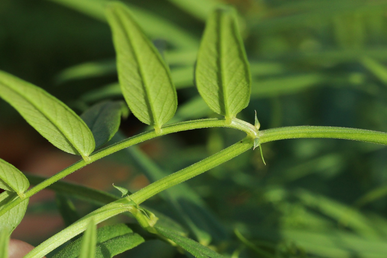 Image of Vicia sepium specimen.