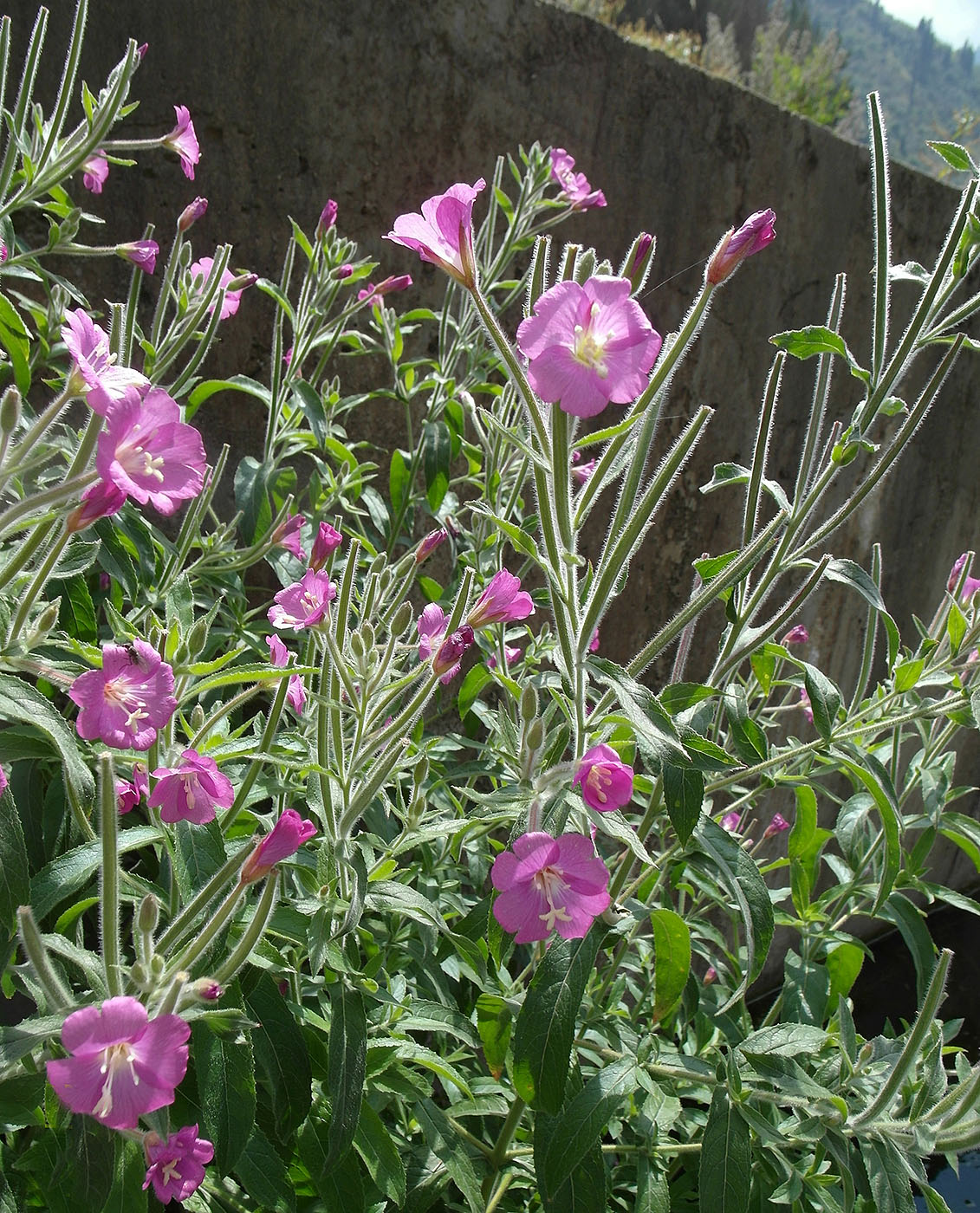 Изображение особи Epilobium hirsutum.