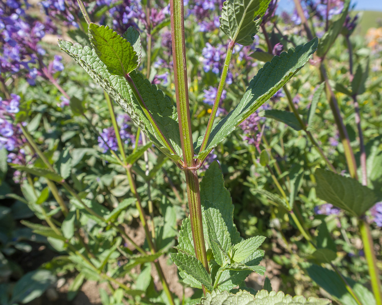 Image of Nepeta grandiflora specimen.