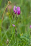 Astragalus lasioglottis. Верхушка побега с соцветием. Кабардино-Балкария, Черекский р-н, окр. с/п Верхняя Балкария, берег р. Псыгансу, ≈ 2100 м н.у.м., приречный луг. 31.07.2024.