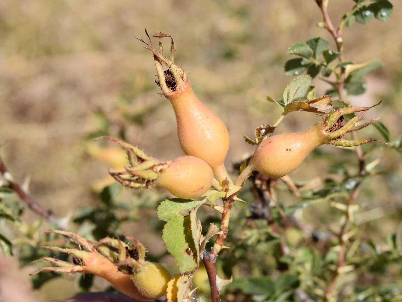 Image of Rosa fedtschenkoana specimen.