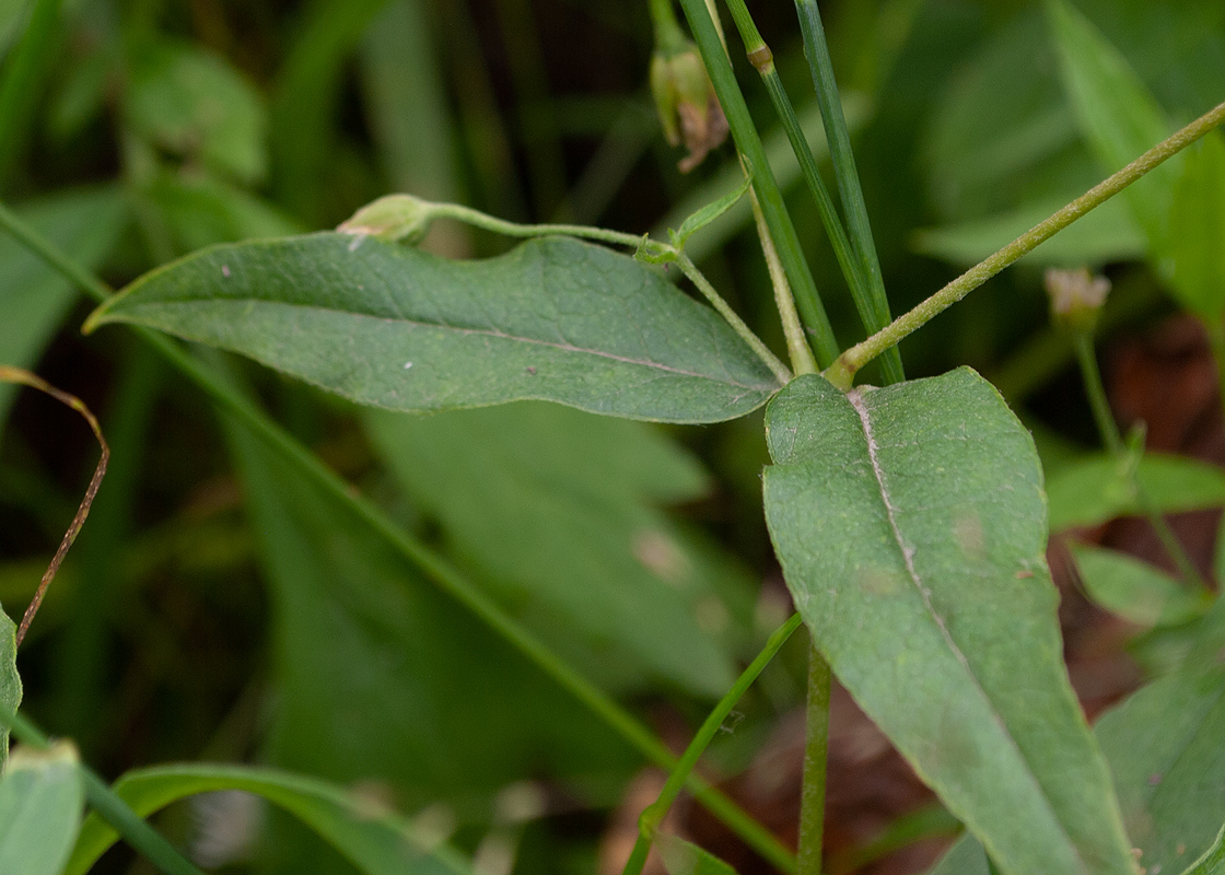 Изображение особи Fimbripetalum radians.