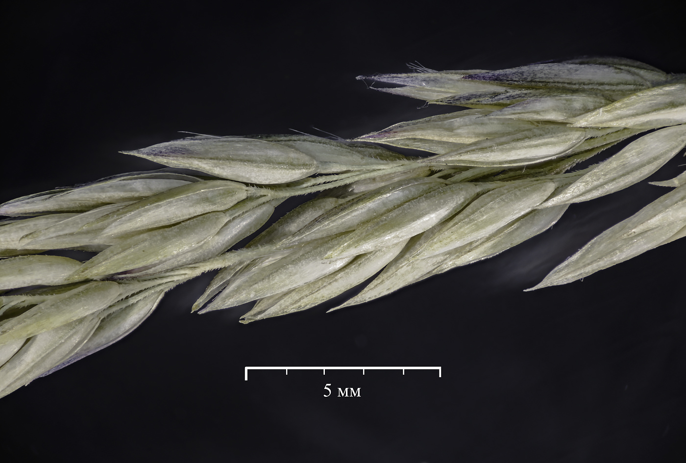 Изображение особи Calamagrostis lapponica.