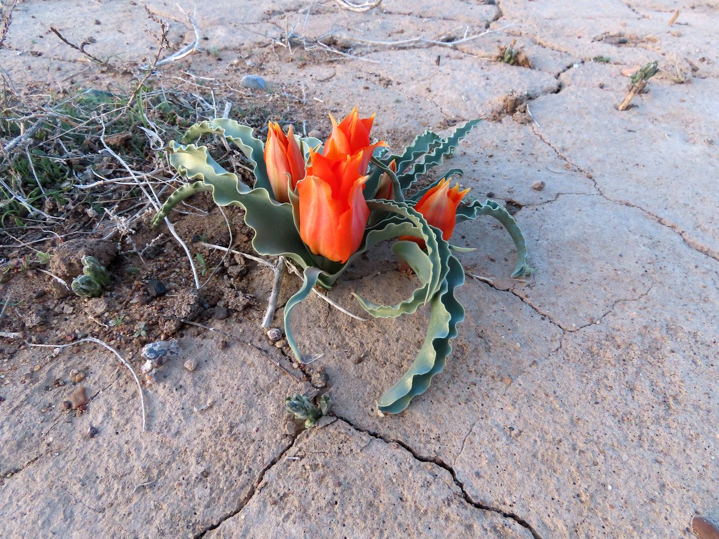 Image of Tulipa borszczowii specimen.