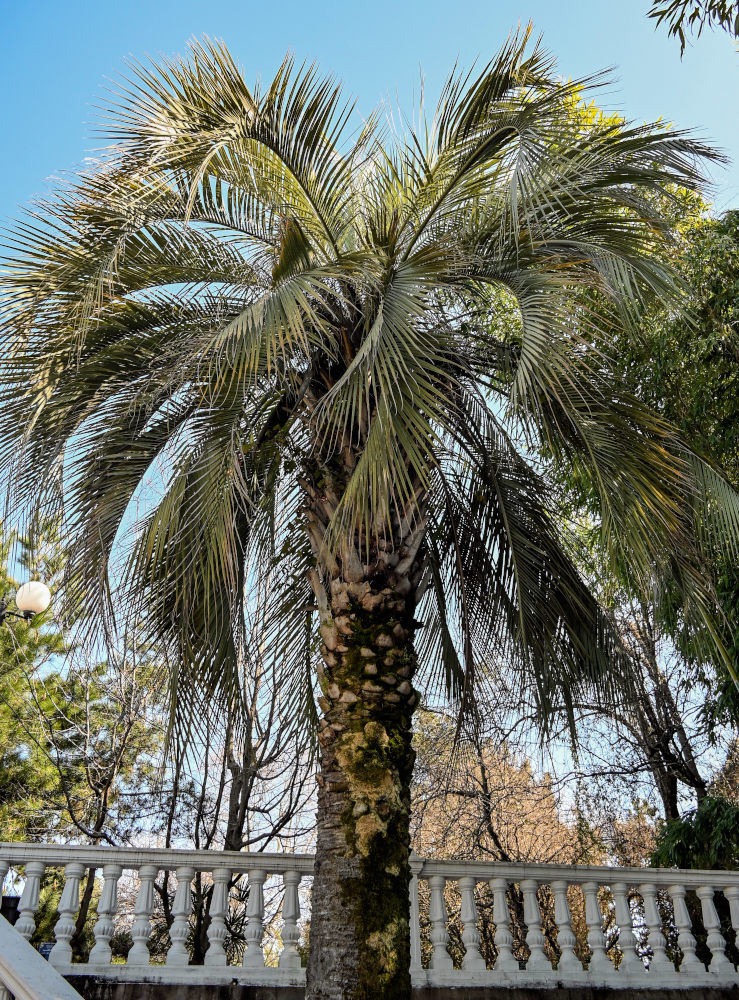Изображение особи Butia capitata.
