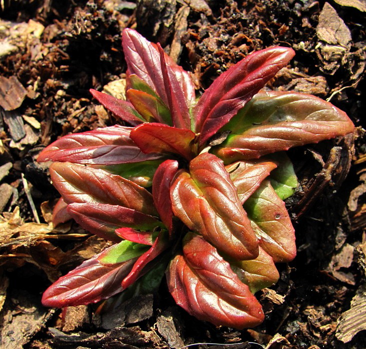 Image of Epilobium adenocaulon specimen.