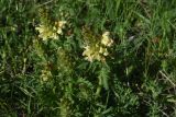 View full-size image genus Pedicularis