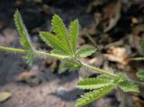 Смотреть изображение Potentilla recta