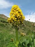 Смотреть изображение Ligularia talassica