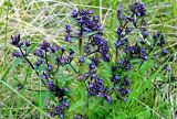 Смотреть изображение Nepeta ucranica