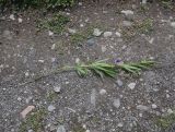 View full-size image Lathyrus cyaneus