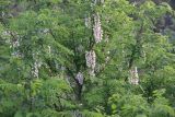 View full-size image Robinia pseudoacacia