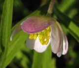 Anemone caerulea. Цветок. В культуре, взято из окр. г. Новосибирска. 06.05.2011.