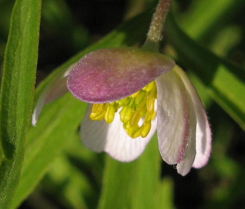 Image of Anemone caerulea specimen.