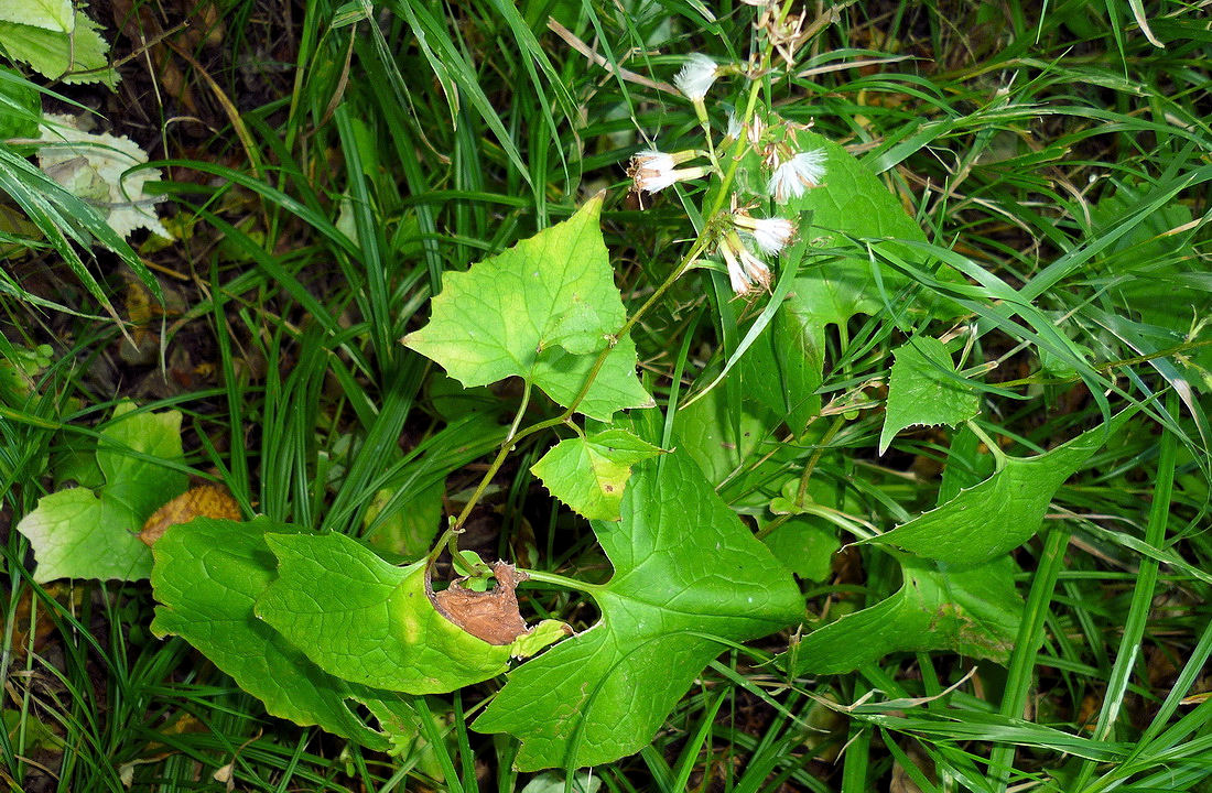 Image of Parasenecio auriculatus specimen.