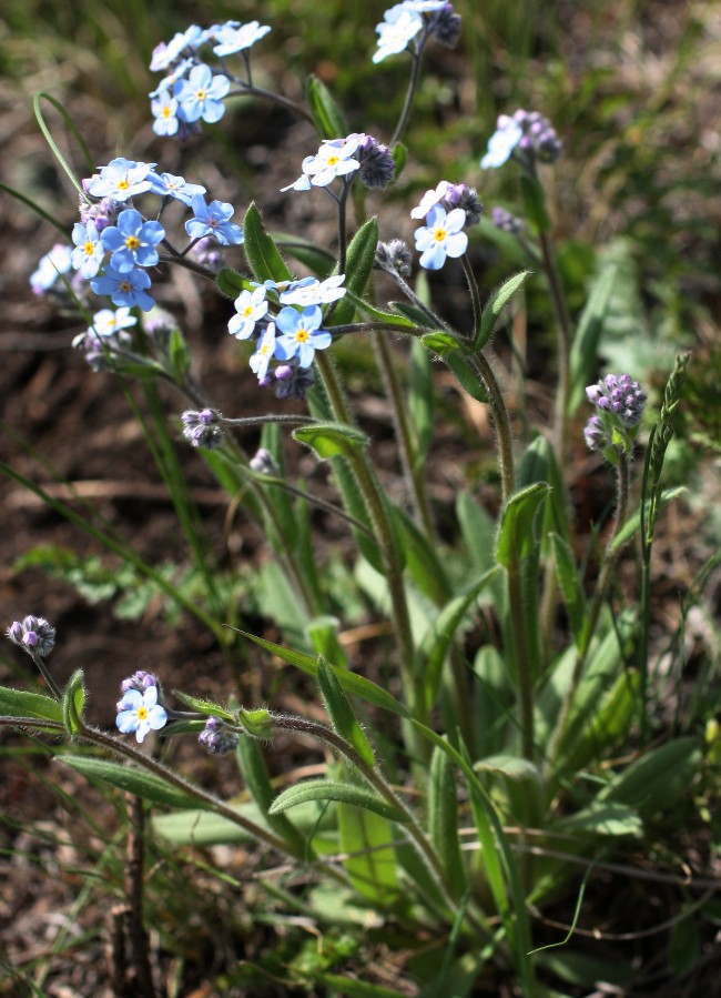 Изображение особи Myosotis imitata.