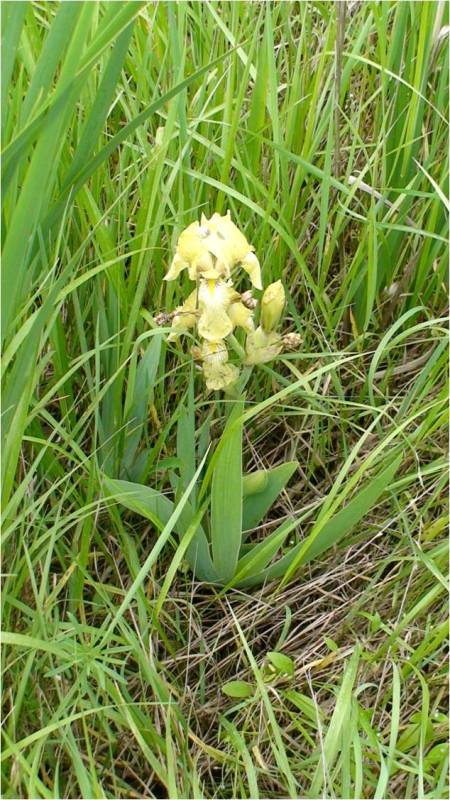 Изображение особи Iris imbricata.