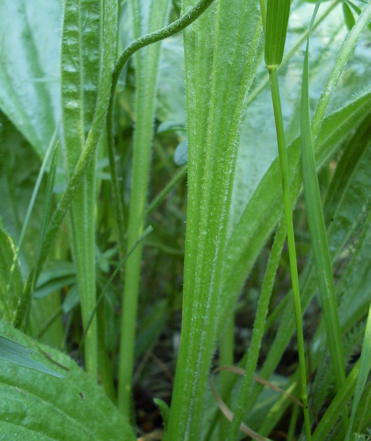 Изображение особи Plantago urvillei.