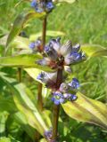 Gentiana macrophylla