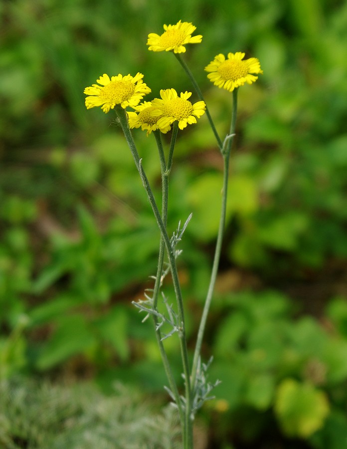 Image of Tanacetum uralense specimen.