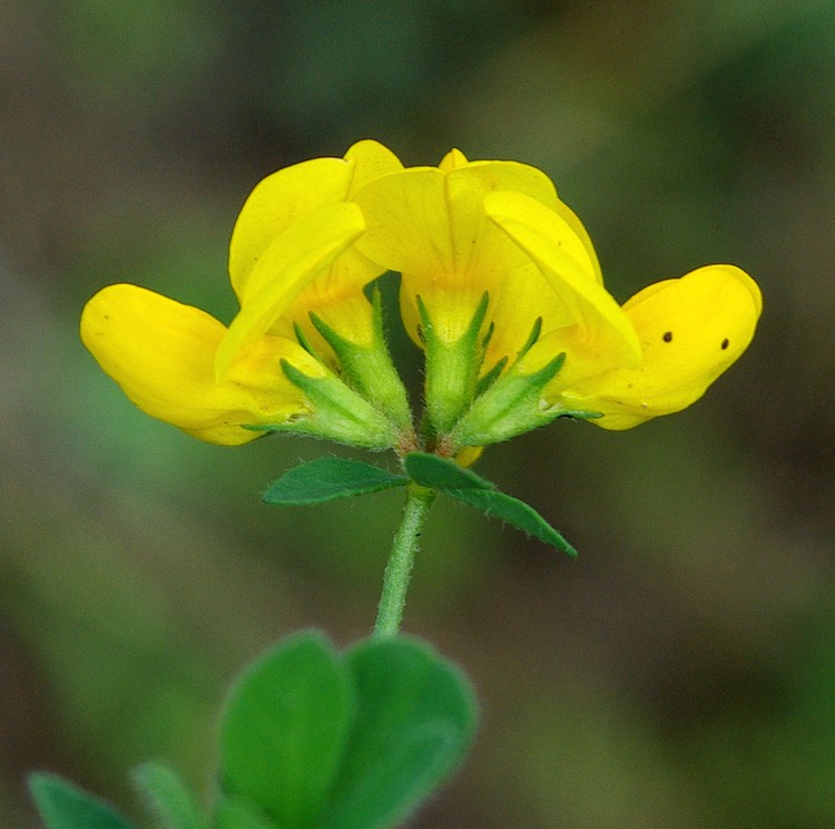 Image of Lotus corniculatus specimen.