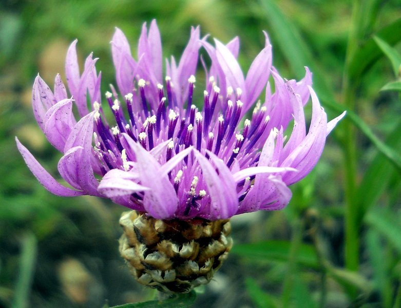 Image of Centaurea jacea specimen.