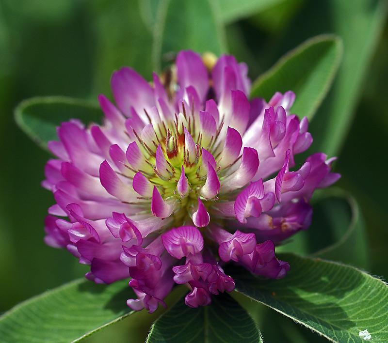 Image of Trifolium medium specimen.