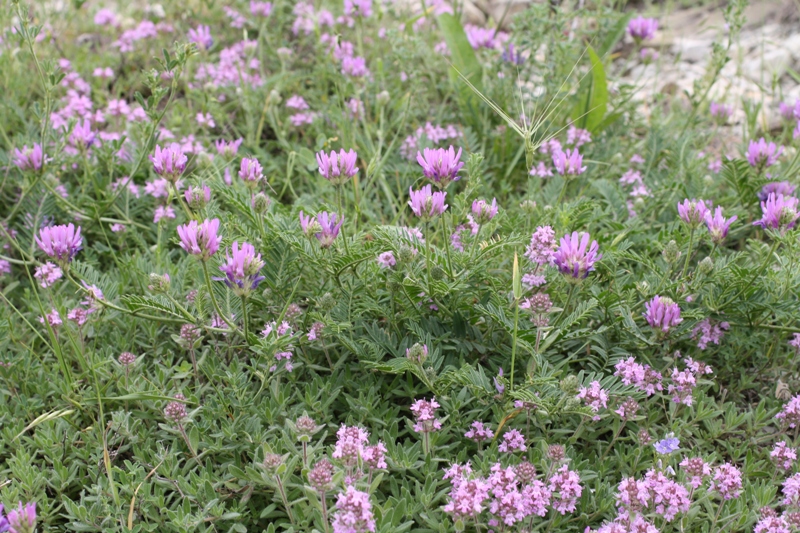 Изображение особи Astragalus onobrychis.