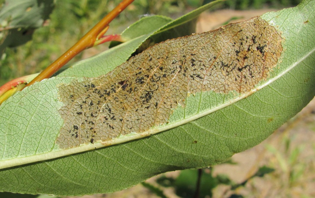 Изображение особи Salix pentandra.