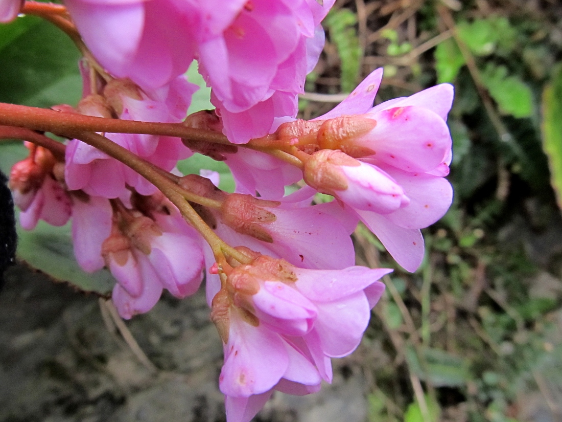 Image of genus Bergenia specimen.