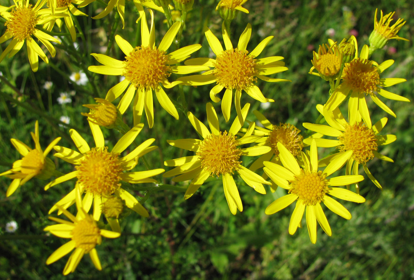 Image of Senecio jacobaea specimen.