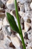 Hesperis matronalis. Верхний стеблевой лист. Свердловская обл., окр. г. Североуральск, перед забором частного дома. 18.07.2011.