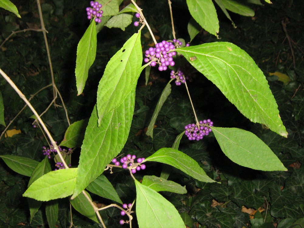 Image of Callicarpa bodinieri specimen.