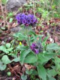 Pulmonaria mollis