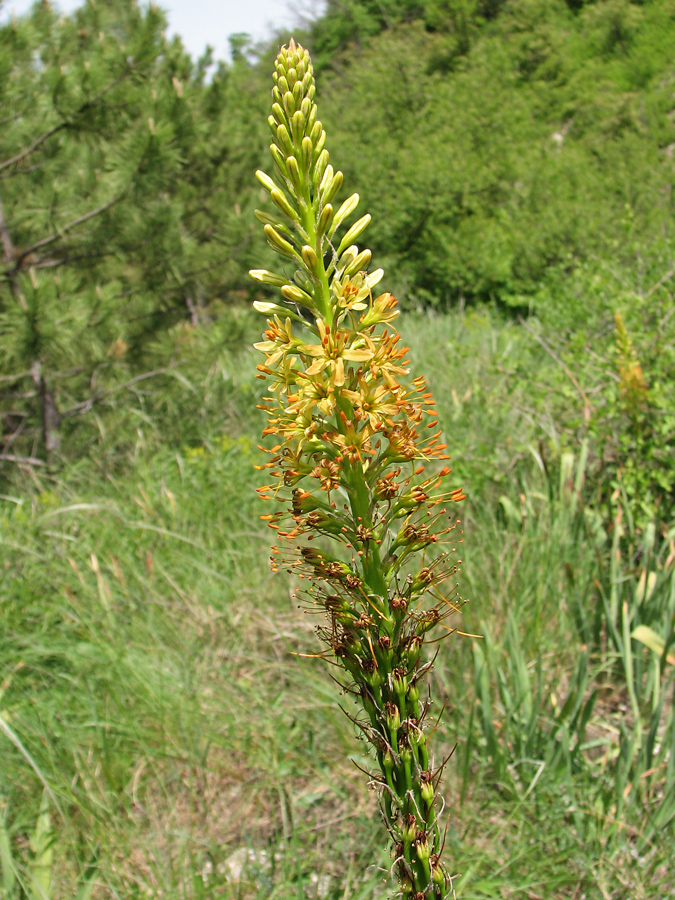 Image of Eremurus spectabilis specimen.