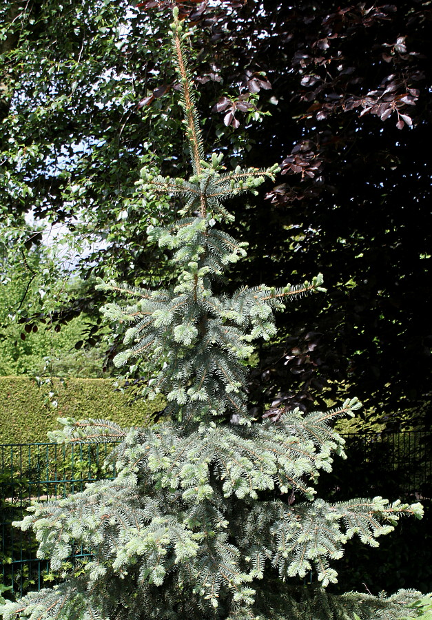 Image of Picea pungens f. glauca specimen.