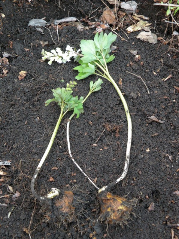 Image of Corydalis cava specimen.