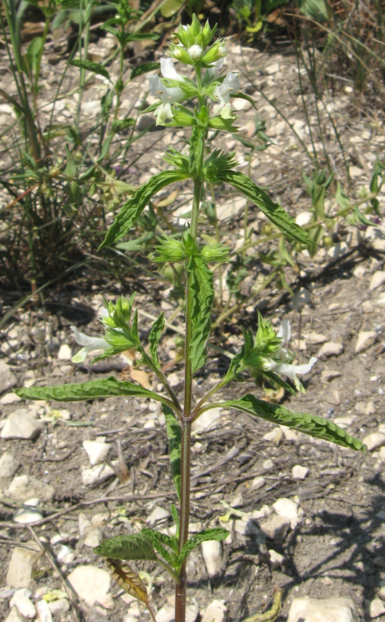 Image of Stachys annua specimen.