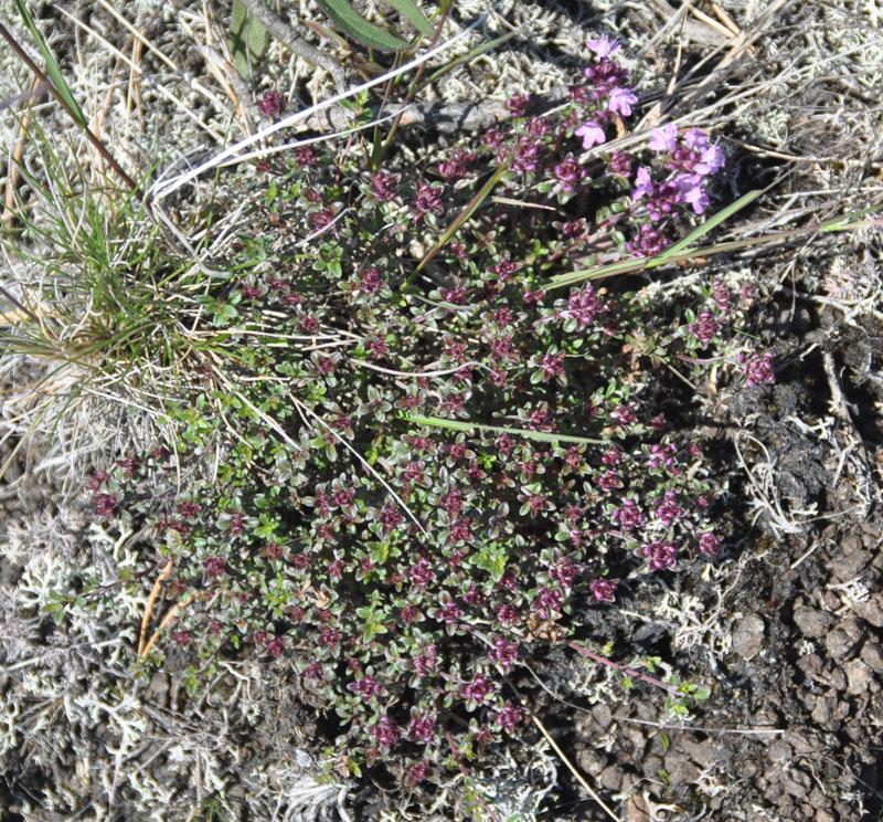 Изображение особи Thymus subarcticus.