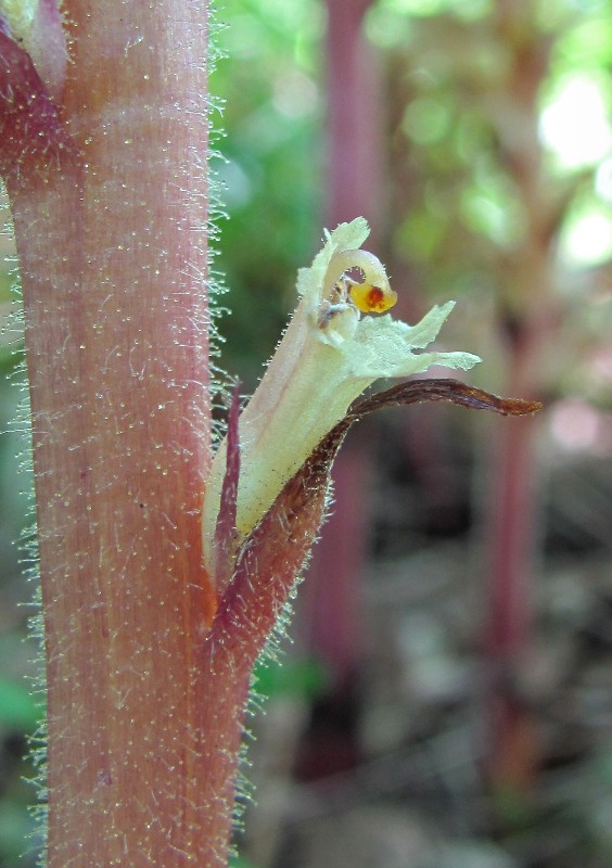 Изображение особи Orobanche hederae.