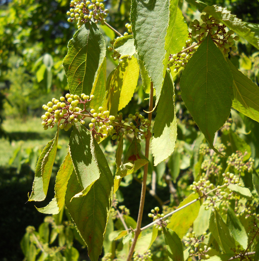 Image of Callicarpa bodinieri specimen.