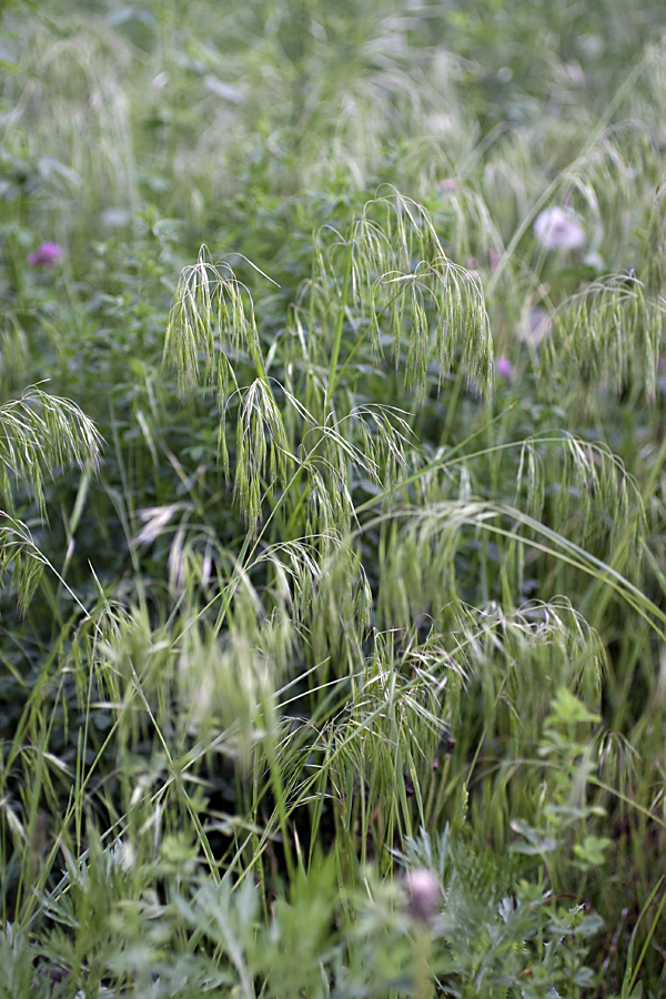 Image of Anisantha tectorum specimen.