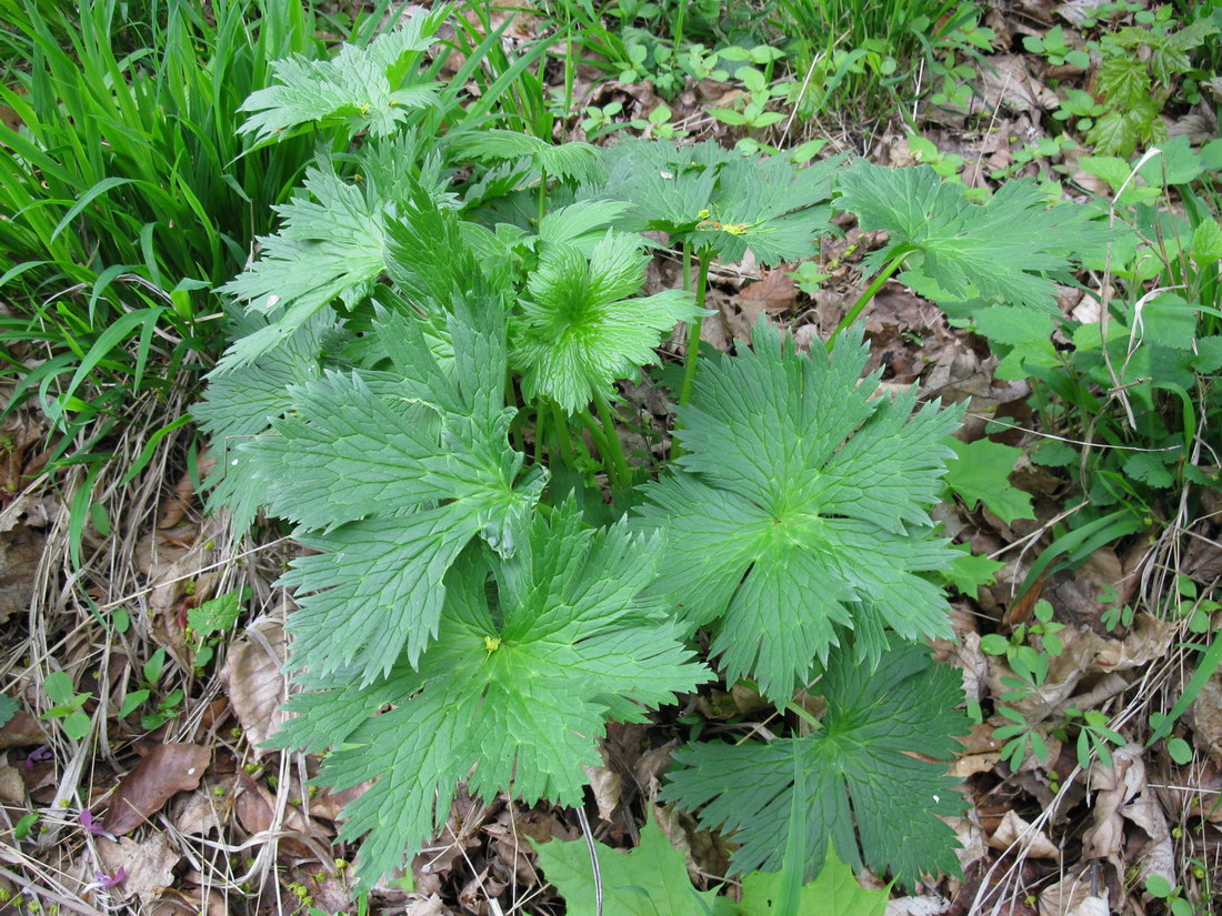 Изображение особи Aconitum orientale.