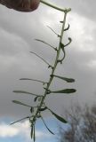 Sonchus tenerrimus