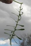 Смотреть изображение Sonchus tenerrimus