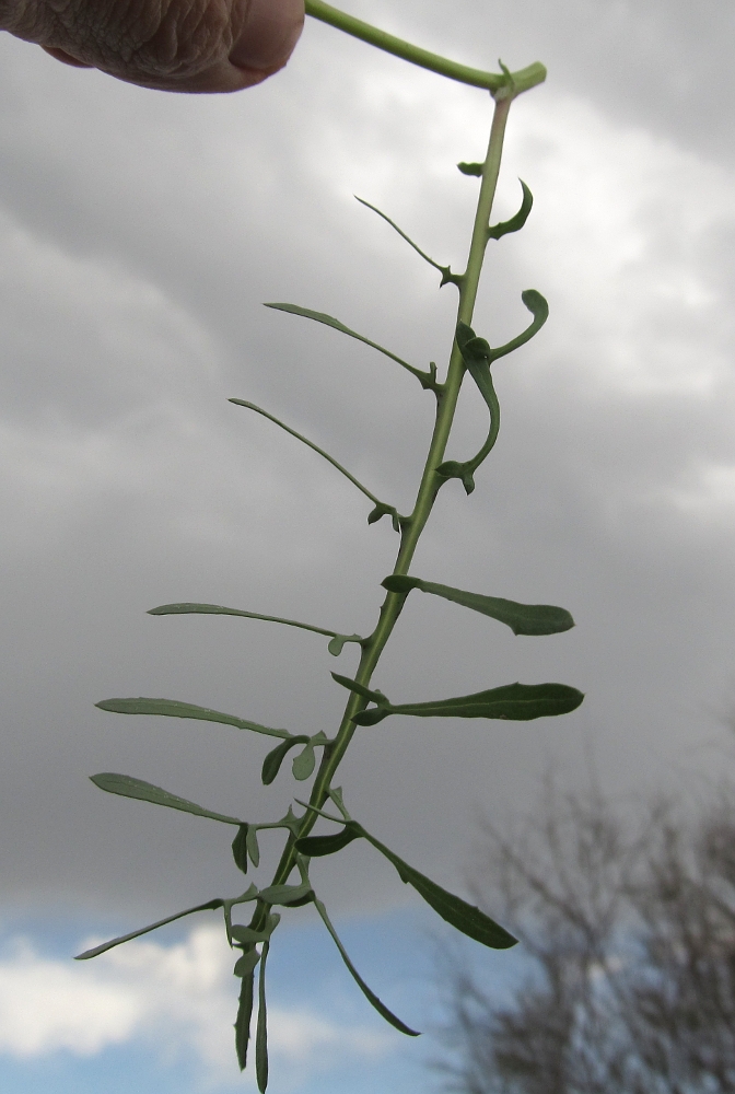 Image of Sonchus tenerrimus specimen.