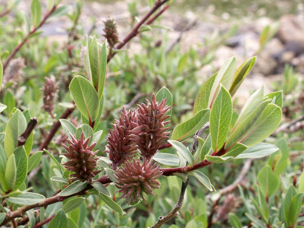 Image of Salix caesia specimen.